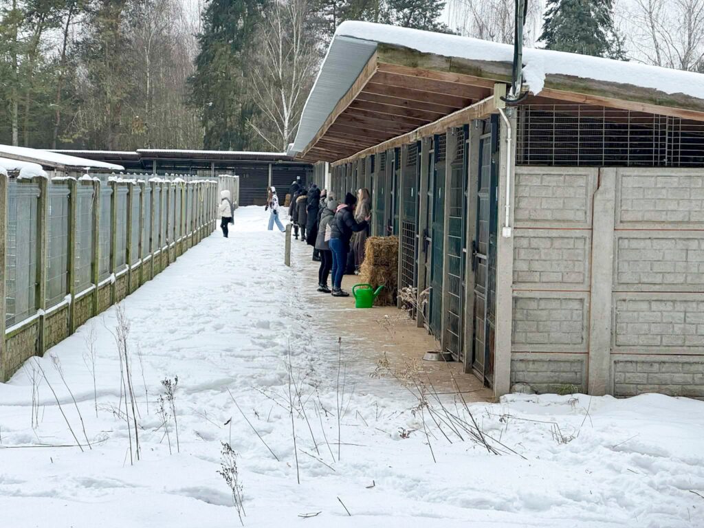 Grupa osób w zimowych ubraniach podaje siano zwierzętom w schronisku dla zwierząt, otoczona śniegiem i drzewami.