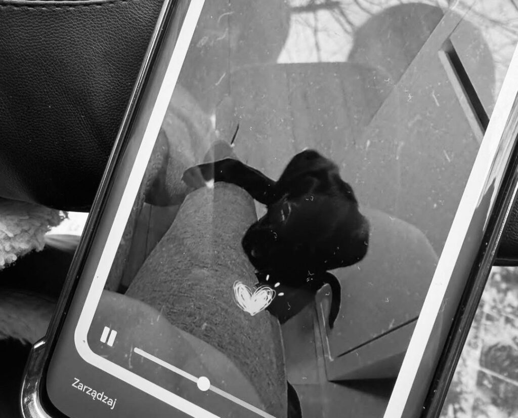 Czarny pies bawi się z właścicielem, leżąc na kolanach, podczas odtwarzania wideo na telefonie.