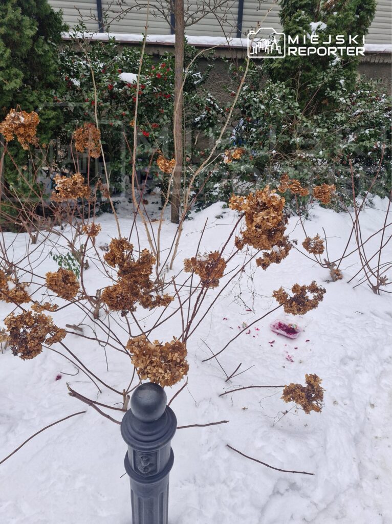 Wyschnięte kwiatostany hortensji otoczone śniegiem, obok metalowy słupek oraz resztki jedzenia na ziemi.