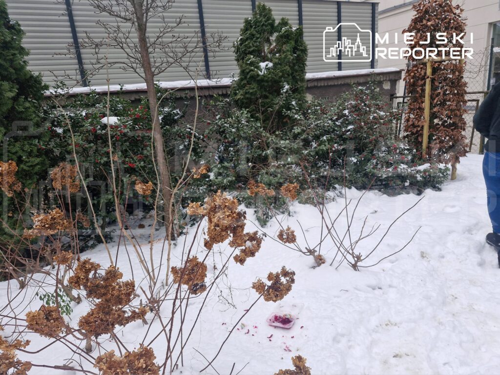 Zasypany śniegiem ogród z uschniętymi roślinami i zielonymi krzewami, w tle widoczna osoba w ciemnym ubraniu.