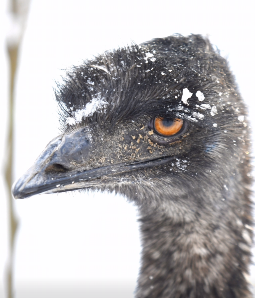 Emu z wyraźnymi brudnymi piórami i pomarańczowym okiem, na tle rozmytego białego otoczenia.