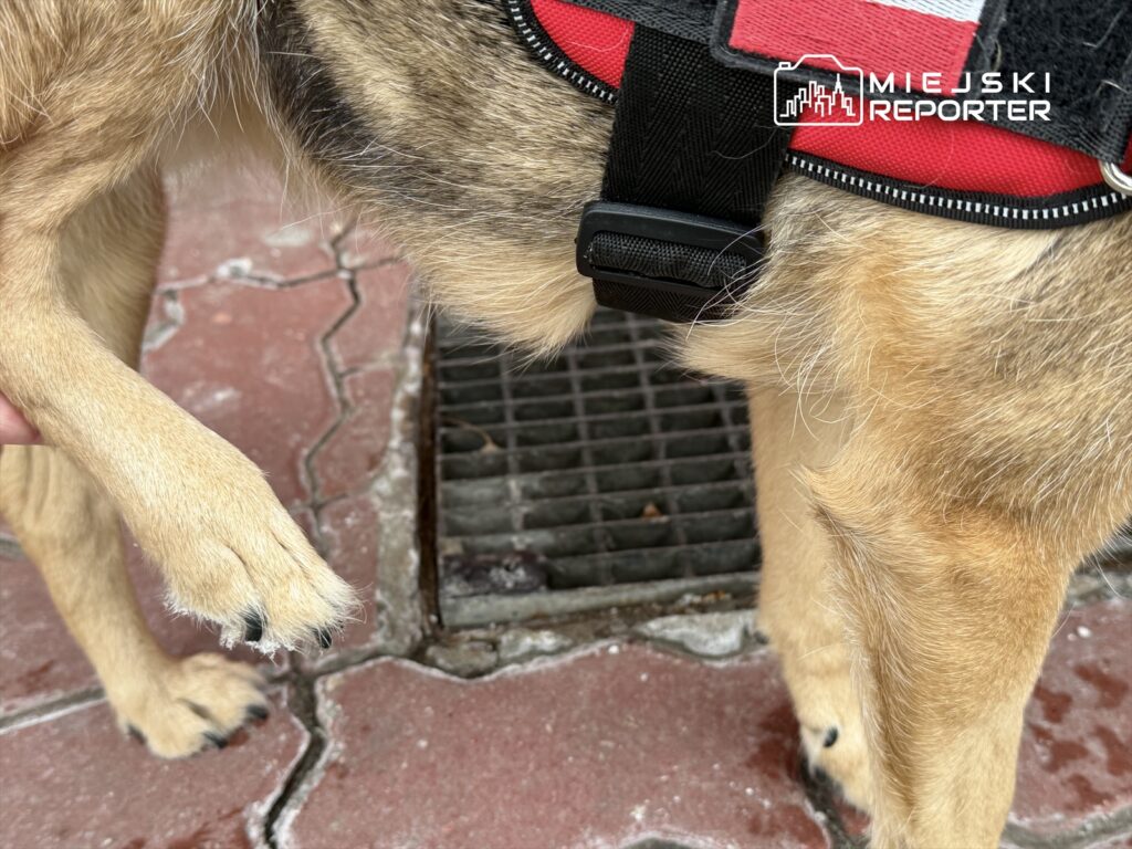Pies trzymany za łapę przez osobę, stojący na chodniku obok kratki ściekowej.