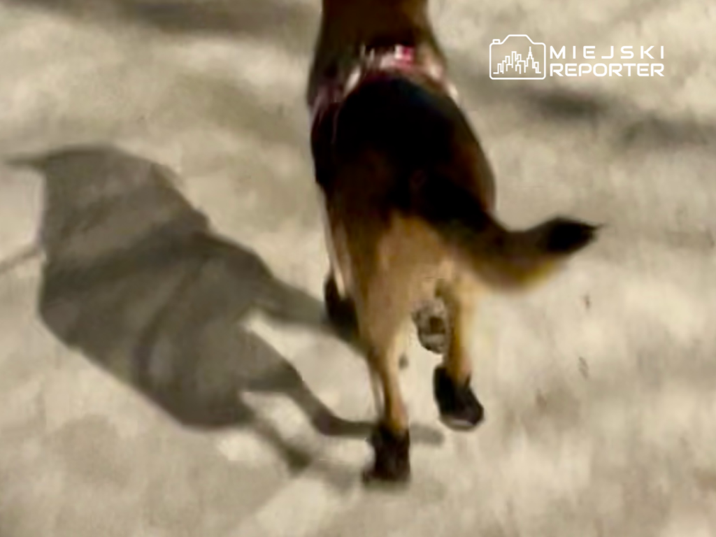 Pies w butach spacerujący po betonowej nawierzchni, rzucający cień na ziemię.