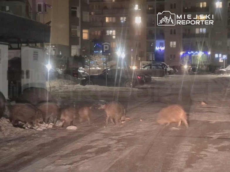 Stado dzików przeszukuje ośnieżoną ulicę w miejskim otoczeniu, obok zaparkowanych samochodów.