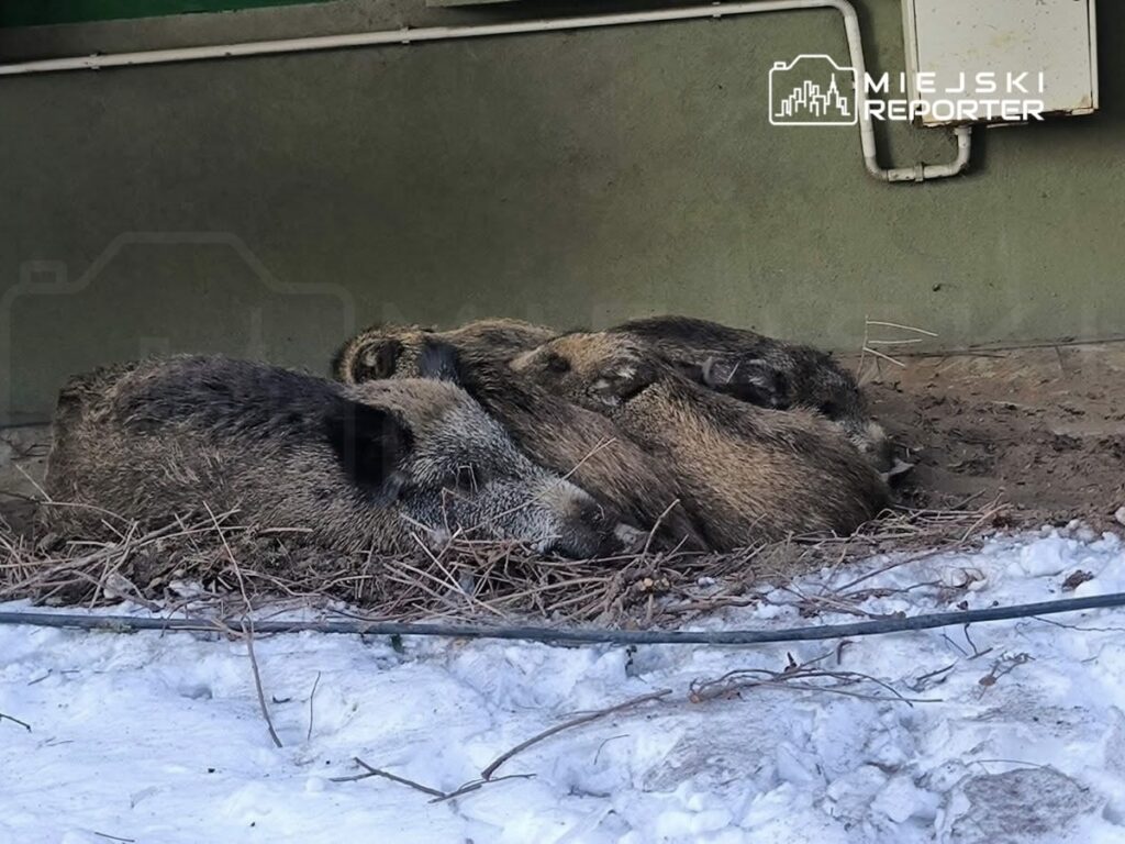 Dzikie świnie leżą w zaspie śnieżnej, otoczone gałęziami, pod osłoną budynku.