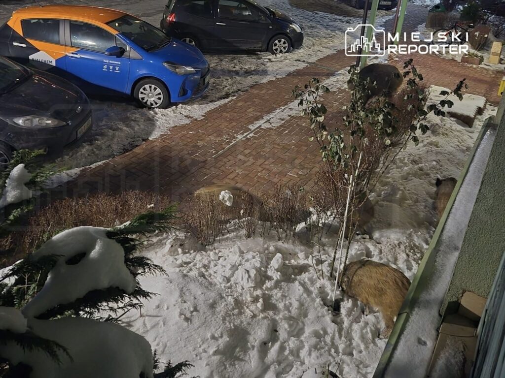 Dwa dziki grzebiące w śniegu obok parkingu z zaparkowanymi samochodami. W tle widoczna zieleń krzewów.