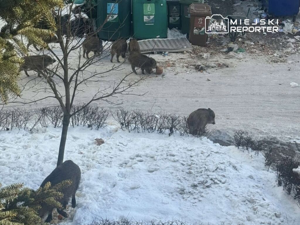 Stado dzików przeszukuje śnieżną ulicę w pobliżu kontenerów na śmieci, wśród zniszczonych odpadków.