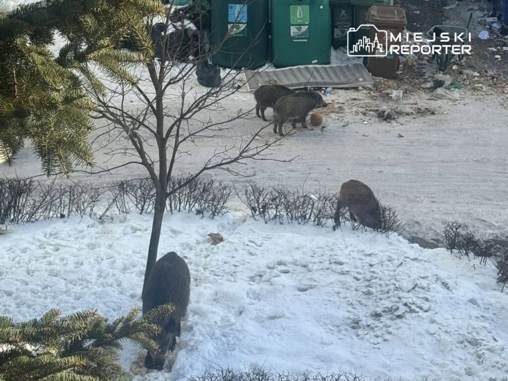Dziki przeszukujące śnieg w poszukiwaniu jedzenia w pobliżu kontenerów na odpady w miejskim otoczeniu.