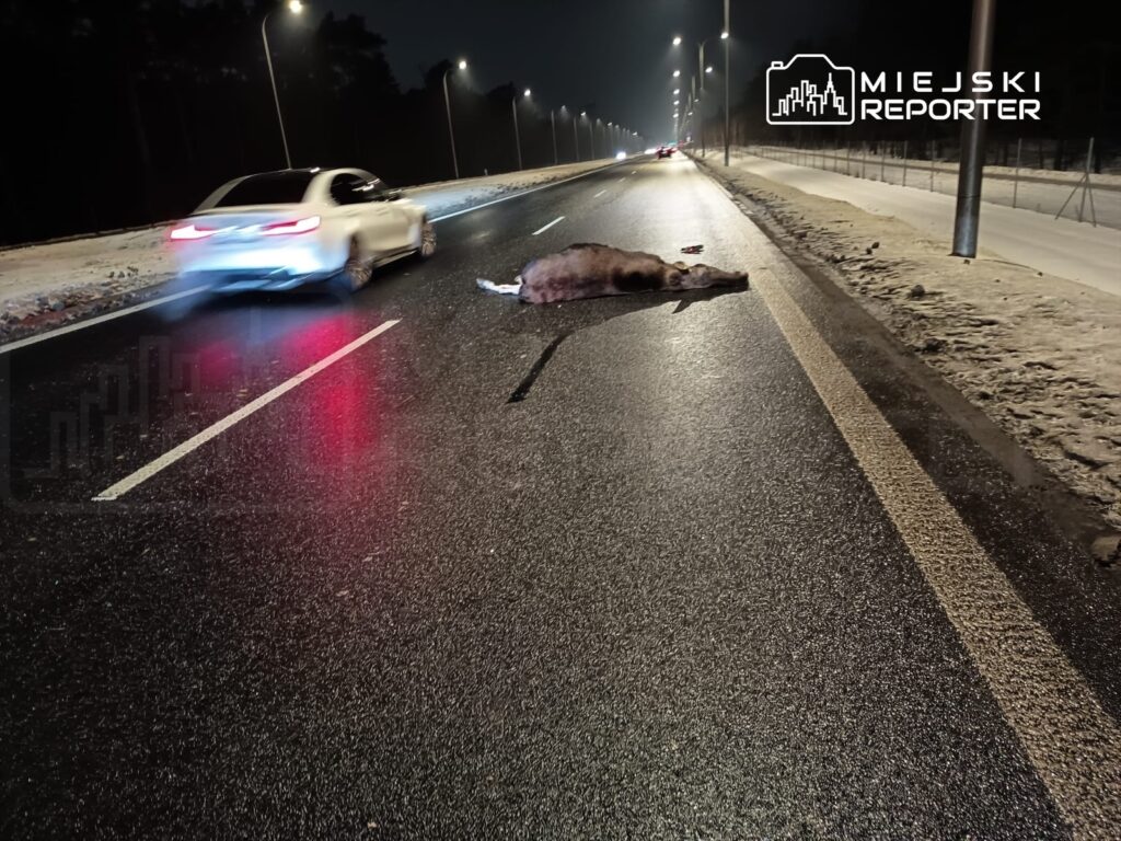 Na jezdni w nocy leży martwe zwierzę, obok przejeżdża samochód. Ulica oświetlona latarniami.