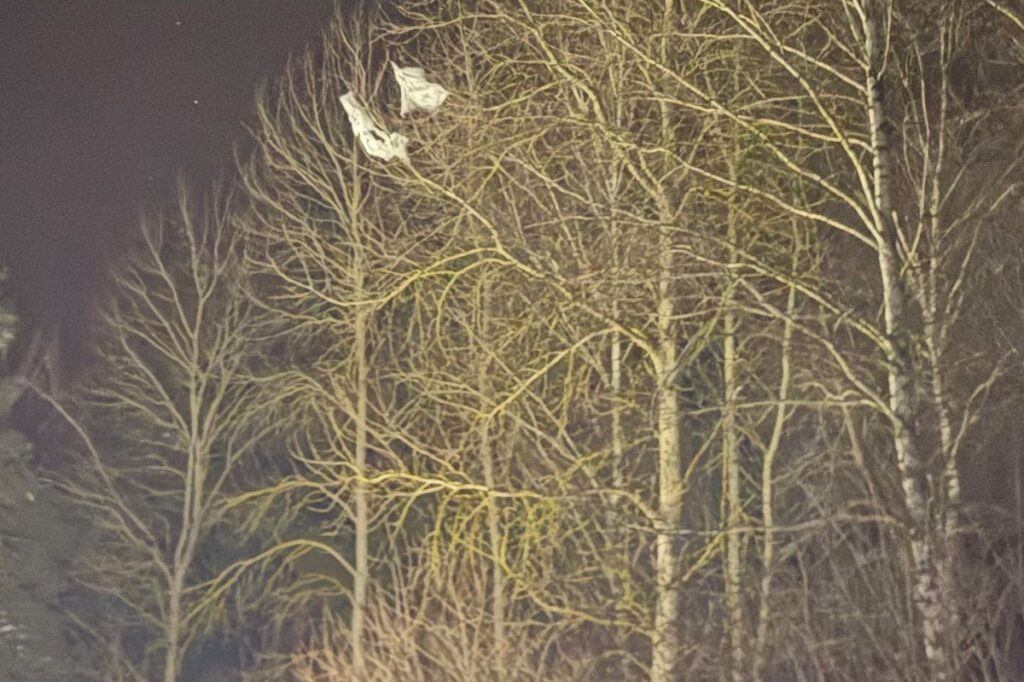 Białe obiekty zawieszone w gałęziach nagich drzew w ciemnym lesie.