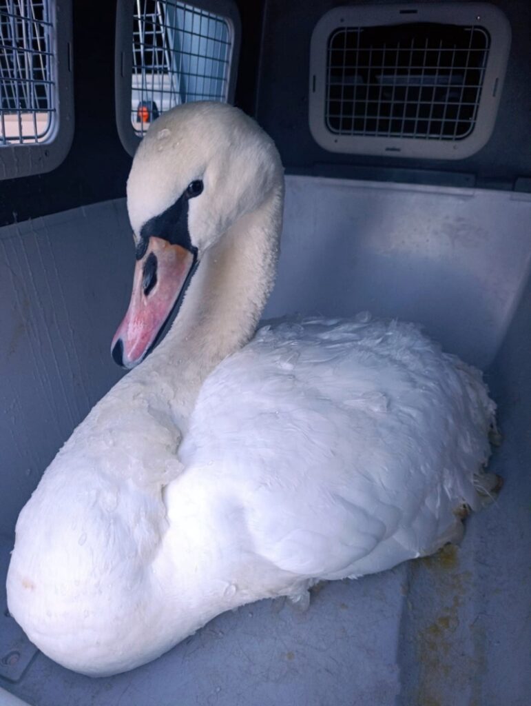 Łabędź siedzący w transporterze, z widoczną głową i szyją, w otoczeniu metalowych kratek.