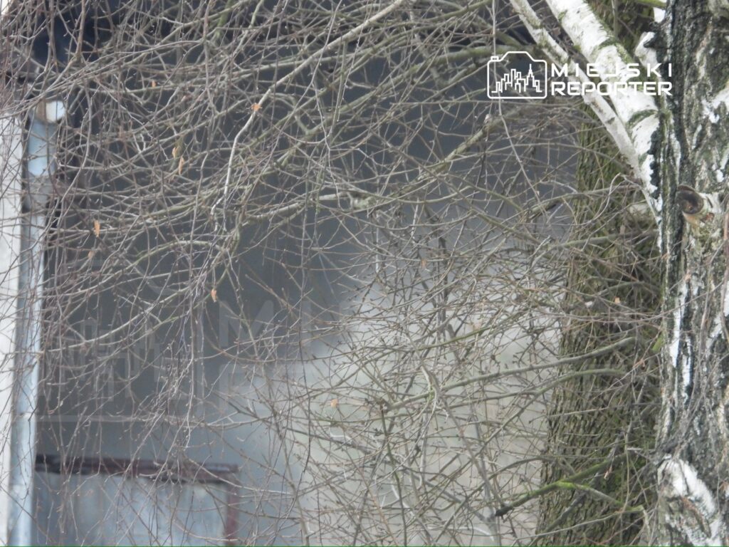 Wysokie drzewa z nagimi gałęziami rosną obok niebieskiego budynku, z widocznymi śladami wilgoci.