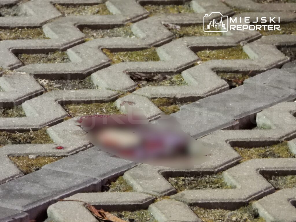 Na chodniku z betonowymi płytami widoczny jest rozlany płyn w kolorze czerwonym.