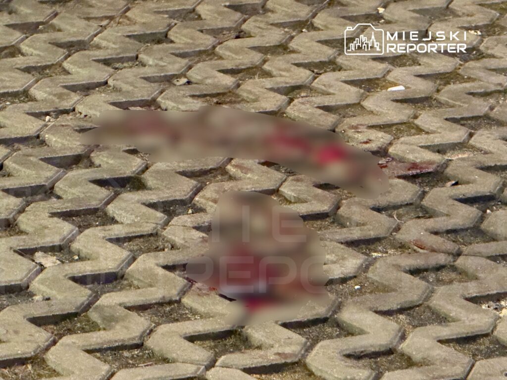 Czerwone plamy na kostce brukowej w miejskim otoczeniu, sugerujące niedawne zdarzenie.