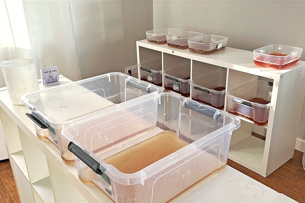 Przezroczyste pojemniki z płynem ustawione na białym stole w jasnym pomieszczeniu, z widocznymi etykietami.