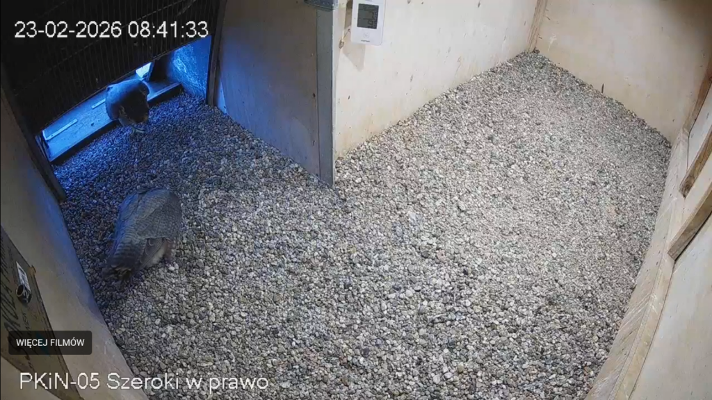 Dwa zwierzęta, jedno z nich wchodzi do pomieszczenia, a drugie przebywa na podłożu z kamieni.