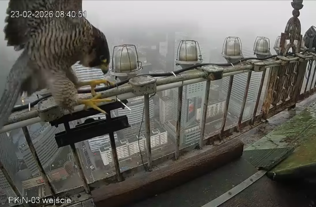 Sokół wędrowny siedzący na balustradzie wysokiego budynku, w tle widok na zamglone miasto.