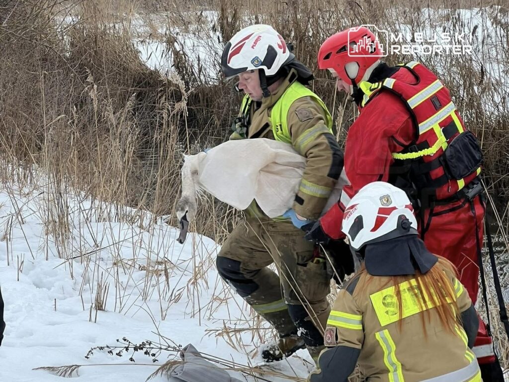Ratownicy w mundurach niosą ptaka owiniętego w tkaninę przez zaśnieżony teren w pobliżu wody.
