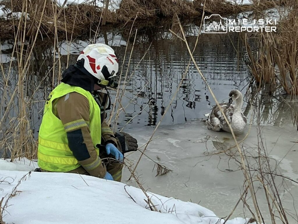 Strażak w żółtej kamizelce siedzi na brzegu zamarzniętej rzeki, obserwując młodego łabędzia.