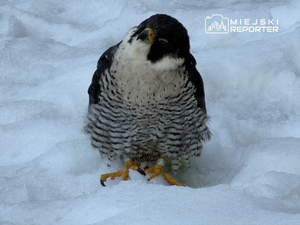 Sokół wędrowny siedzący na śniegu, z wyraźnym wzorem piór i złotymi pazurami.