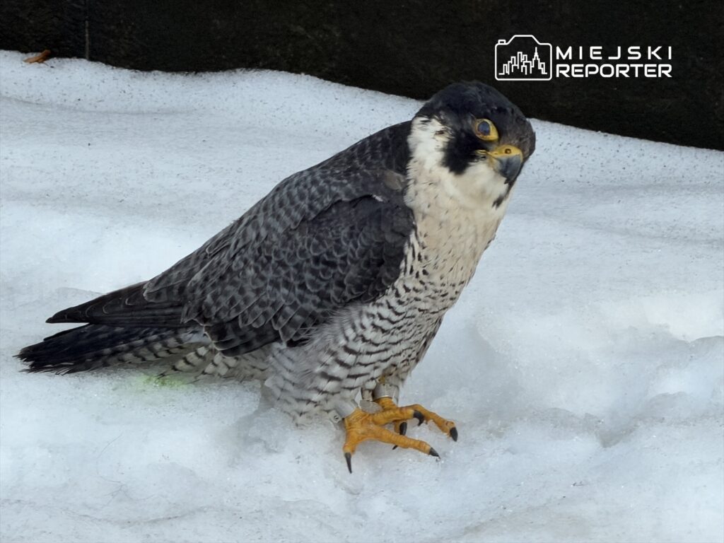 Sokół wędrowny stoi na śniegu, z wyraźnym spojrzeniem i charakterystycznym upierzeniem.