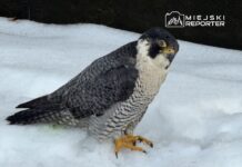 Sokół wędrowny stoi na śniegu, z wyraźnym spojrzeniem i charakterystycznym upierzeniem.