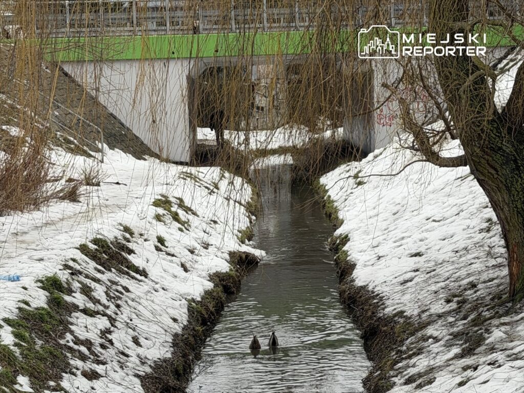 Dwie kaczki pływające w wąskim strumieniu otoczonym śniegiem i nagimi gałęziami drzew pod mostem.