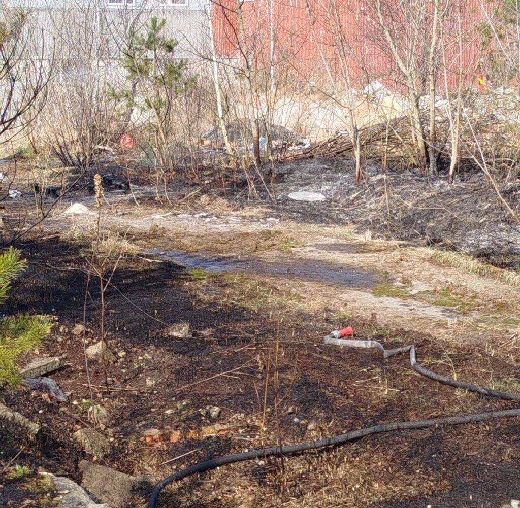 W tle zniszczony obszar po pożarze, z widocznymi resztkami trawy i gałęzi oraz wężykiem leżącym na ziemi.