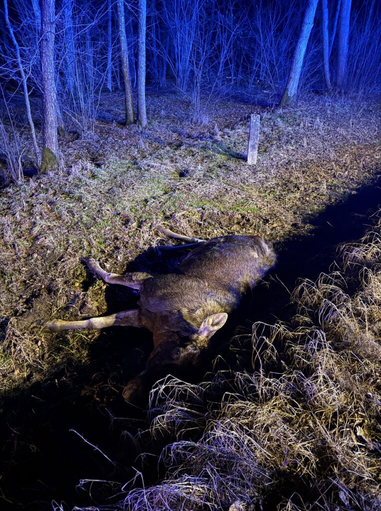 Martwy łoś leży w rowie, otoczony ciemnym lasem i wilgotną trawą, oświetlony niebieskim światłem.