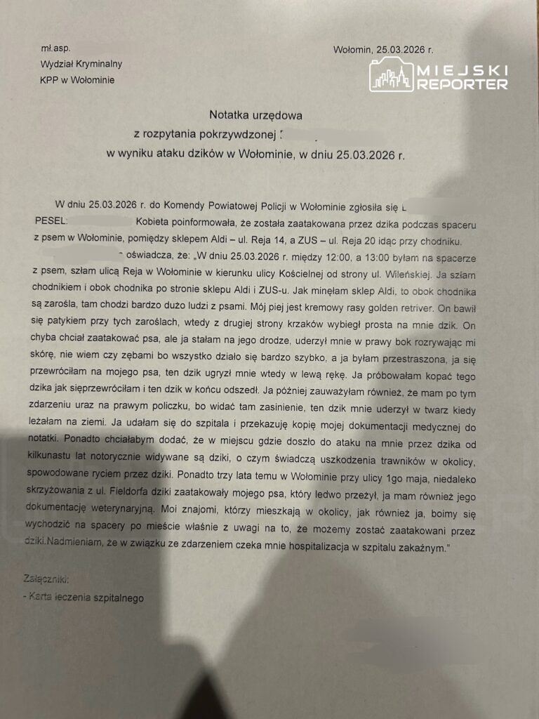 Notatka urzędowa dotycząca ataku dzika na osobę spacerującą z psem w Wołominie, z datą 25.03.2026 r.