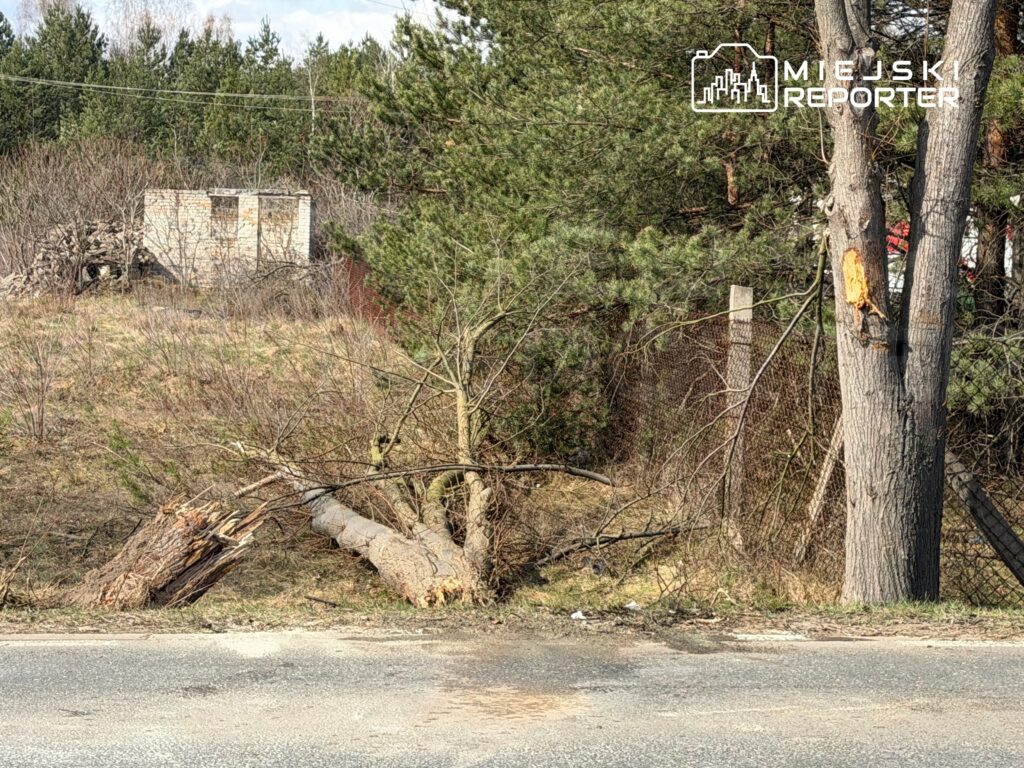 Połamane drzewo leży na ziemi obok ogrodzenia, w tle widoczny opuszczony budynek i gęste zarośla.