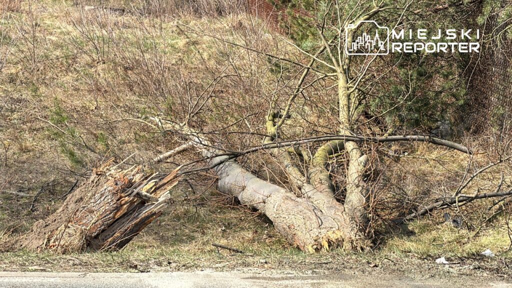 Powalone drzewa leżą na poboczu drogi, otoczone uschniętymi gałęziami i trawą.