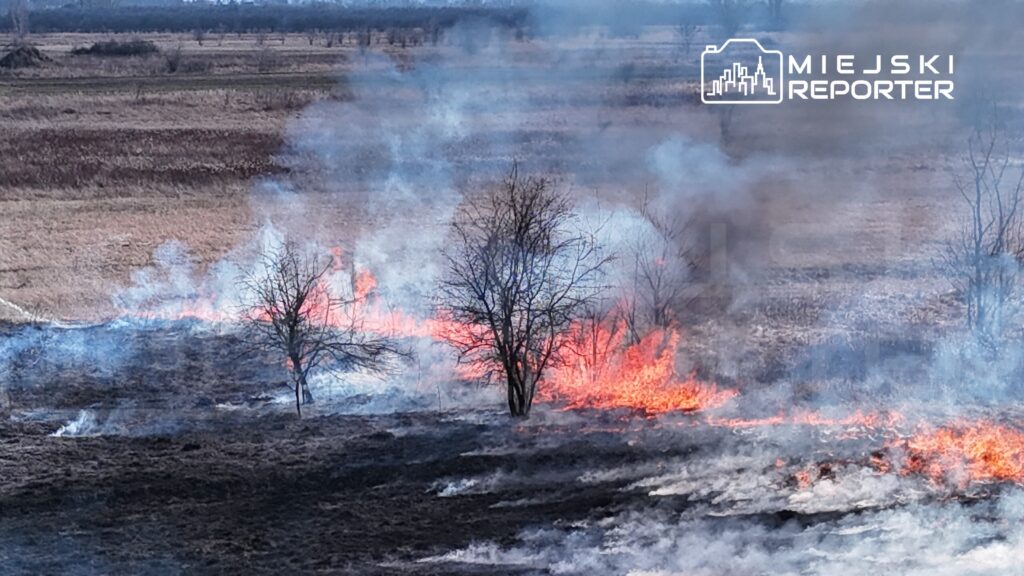 Płonące trawy i krzewy na otwartej przestrzeni, w tle widać dym i spalone fragmenty ziemi.