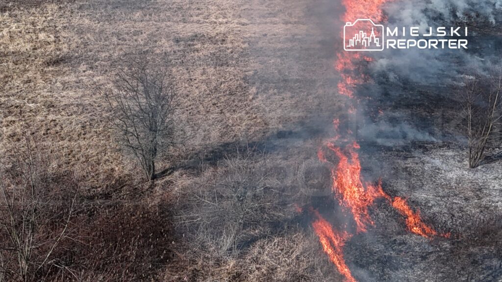 Pożar trawy rozprzestrzenia się na suchym terenie, w tle widoczne dymiące zarośla i nagie drzewa.