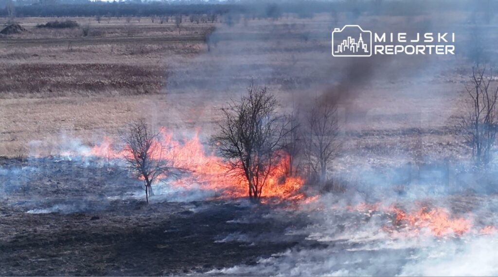 Pożar trawy rozprzestrzenia się w suchym krajobrazie, otaczając drzewa dymem i płomieniami.