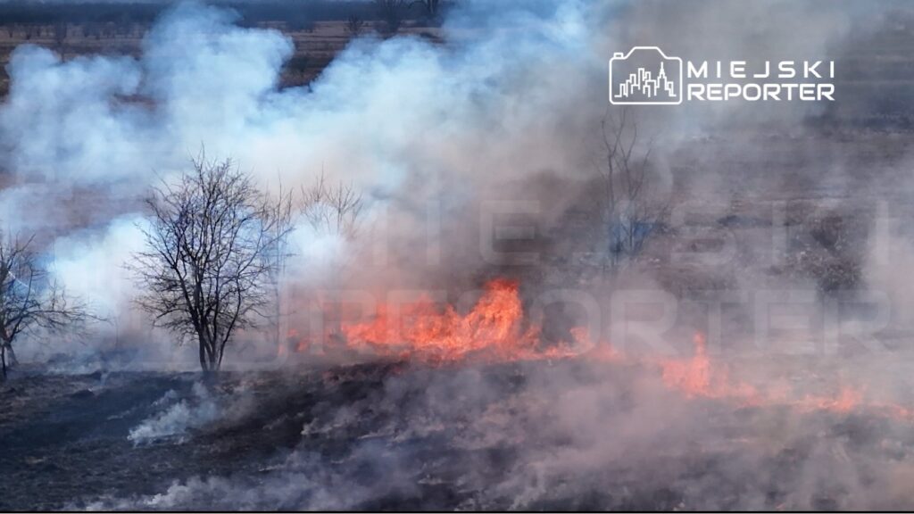 Pożar trawy w lesie, z płomieniami i gęstym dymem unoszącym się w powietrzu.
