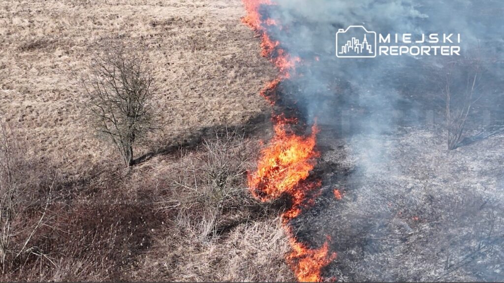 Ogień trawi suche trawy w zalesionym terenie, wydobywając się z kłębów dymu nad palącą się roślinnością.