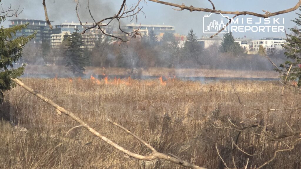 Pożar trawy powodujący dym i płomienie na łące, w tle widoczne nowoczesne budynki.