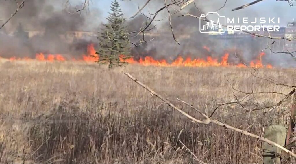 Ogień rozprzestrzenia się na suchych trawach w otoczeniu drzew, w tle widoczne dymiące niebo.