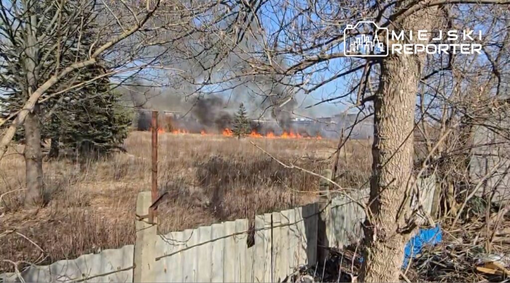 Pożar trawy z płomieniami i dymem widoczny na tle leśnego krajobrazu, otoczony suchą roślinnością.