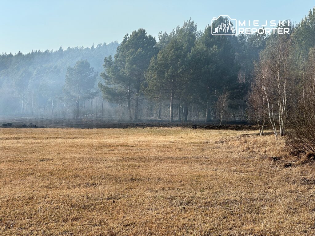 Zamglony krajobraz z wypaloną trawą i drzewami w tle, widać dym unoszący się nad polem.