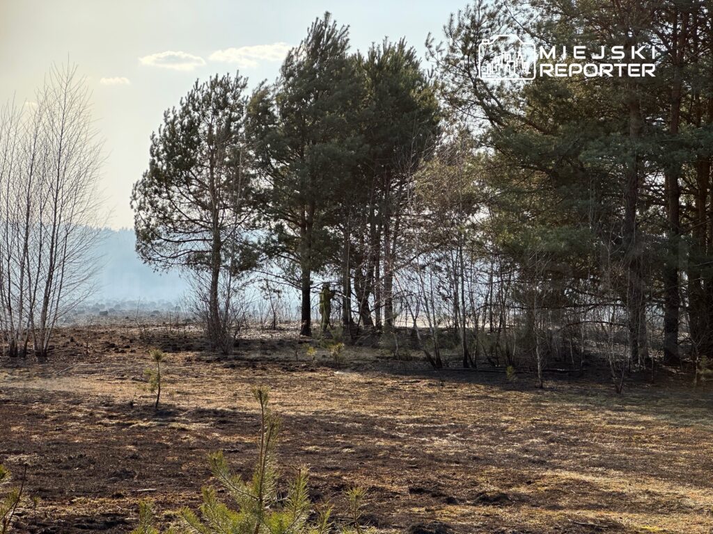 Zielony strażak obserwujący teren po pożarze w lesie, z widocznym dymem i spaloną roślinnością w tle.