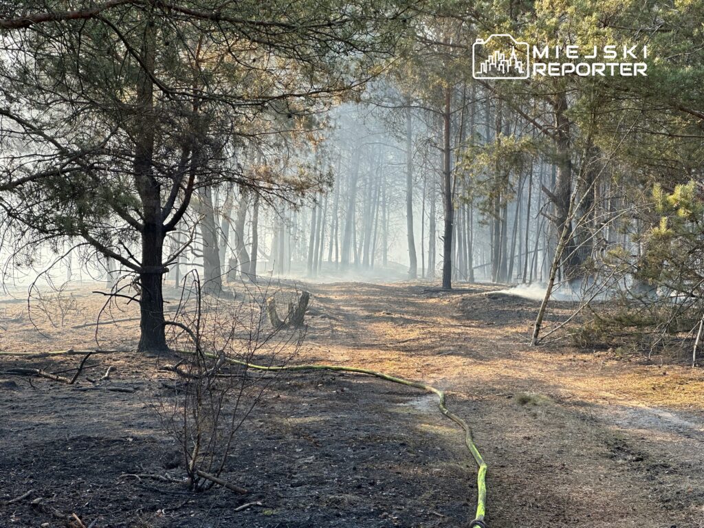 Zniszczony przez pożar las z dymem unoszącym się w powietrzu i czarną ziemią, na której leży wąż gaśniczy.