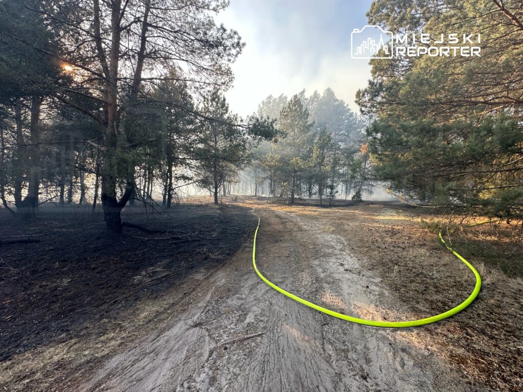 W lesie widać dym unoszący się nad wypaloną ziemią, a na drodze leży żółta wąż strażacki.