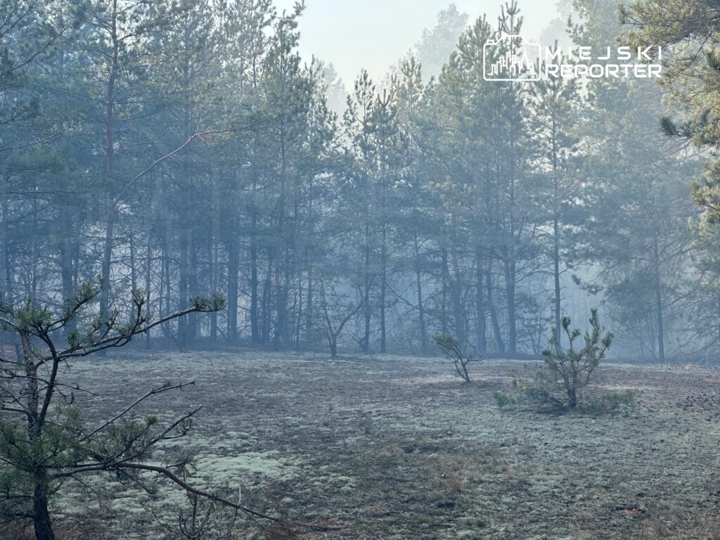 Zamglony las sosnowy z widocznymi, oparzonymi drzewami w tle. Na ziemi rośnie mech i sucha trawa.