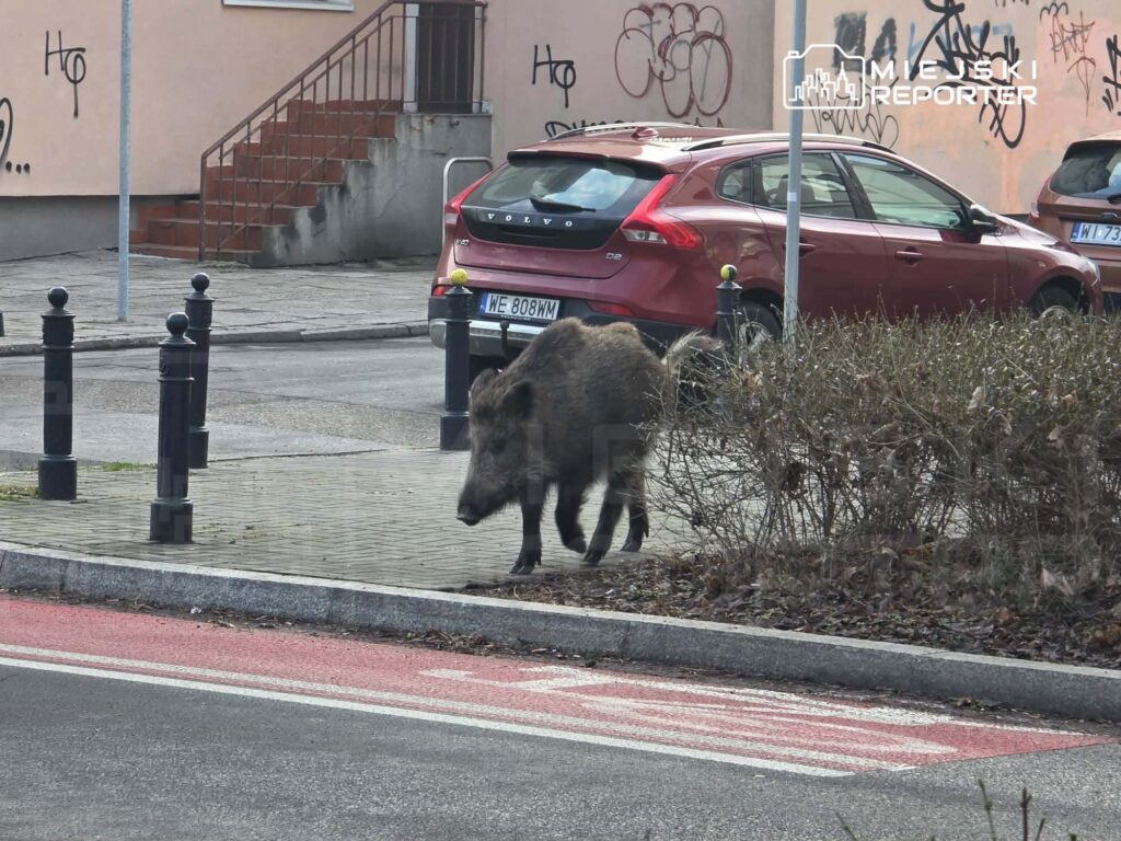 Dzik spacerujący po chodniku w miejskim otoczeniu, obok zaparkowanych samochodów i graffiti na ścianie.