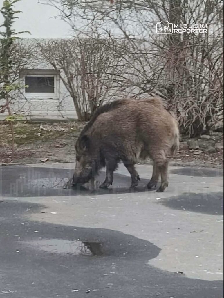 Dzik przeszukuje asfaltową powierzchnię w miejskim otoczeniu, w tle widoczne krzewy i budynek.