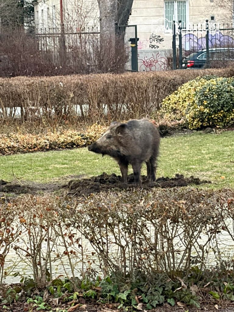 Dzik przeszukuje ziemię w parku, w otoczeniu zarośli i drzew, w tle widoczne budynki i ogrodzenie.