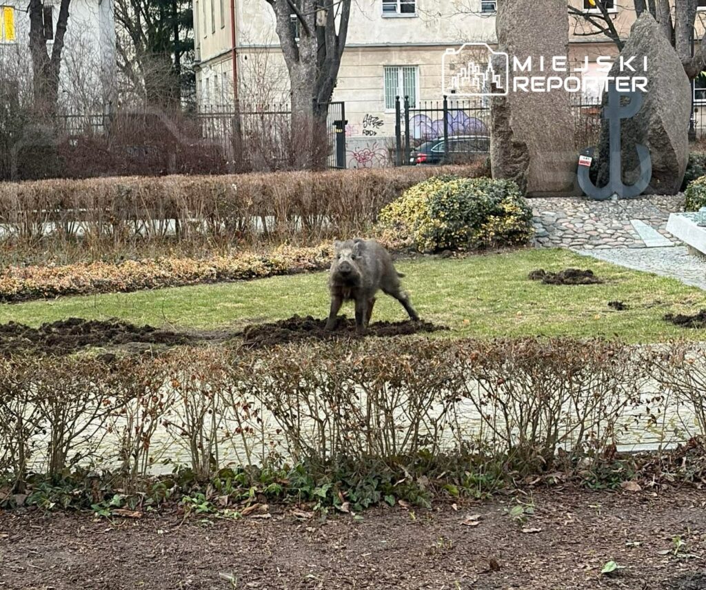 Dzik grzebie w ziemi na zadbanym trawniku w miejskim parku, otoczony krzewami i kwiatami.