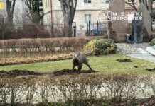 Dzik grzebie w ziemi na zadbanym trawniku w miejskim parku, otoczony krzewami i kwiatami.